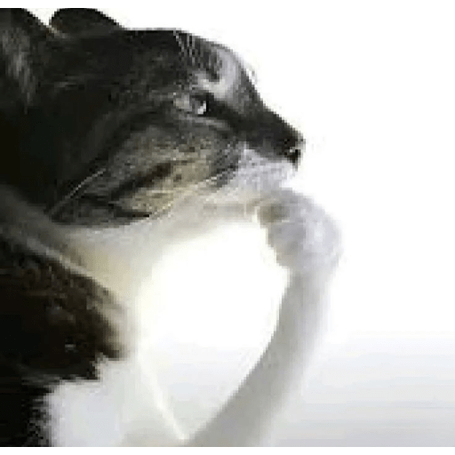 Miau🗣 2