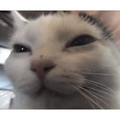 Miau🗣 7
