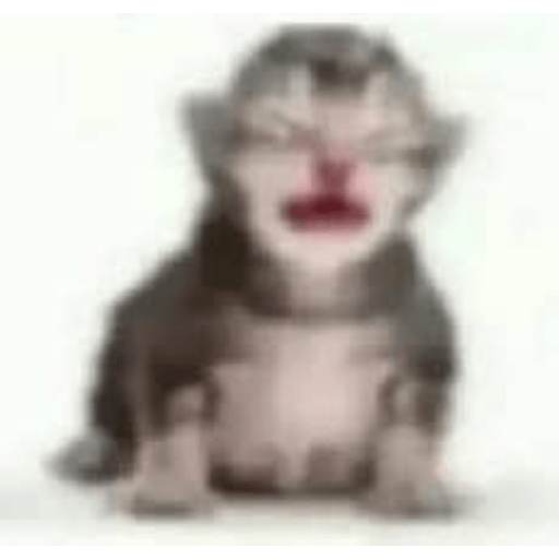Miau🗣 5