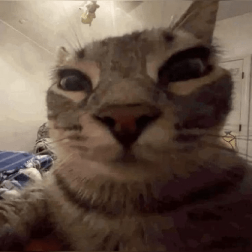 Miau🗣 4