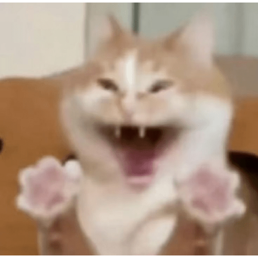 Miau🗣 3