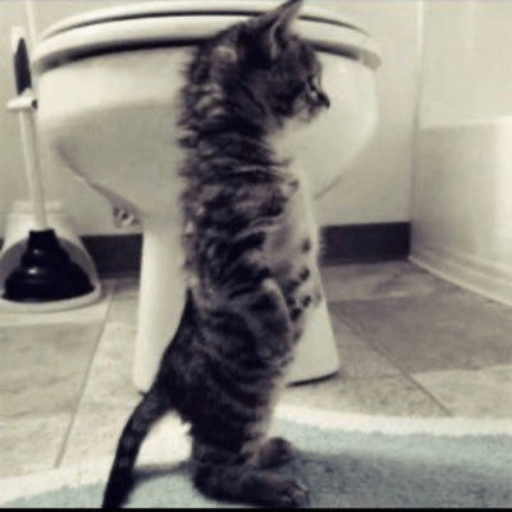 Miau🗣 9