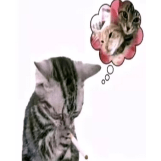 Miau🗣 18