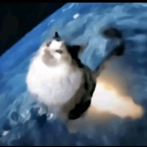Miau🗣 19