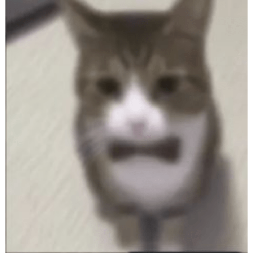 Miau🗣 10
