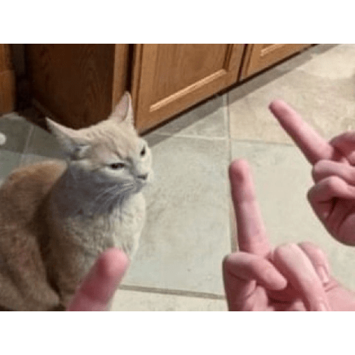 Miau🗣 11
