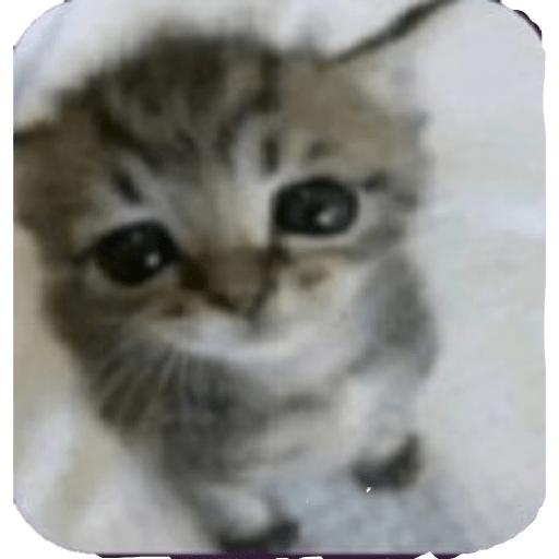 Miau🗣 14