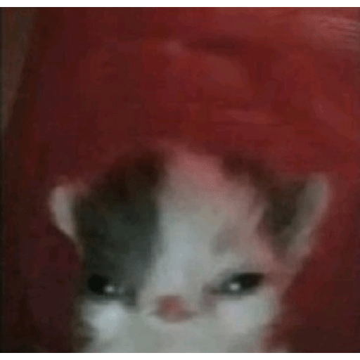 Miau🗣 15