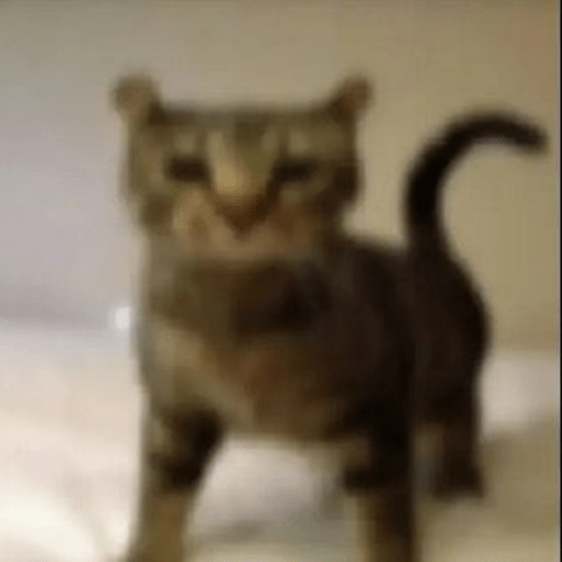 Miau🗣 16