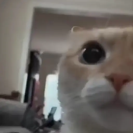 Gatos. | @illvocano  Haki. 4