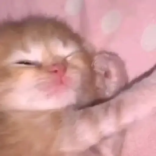 Gatos. | @illvocano  Haki. 3