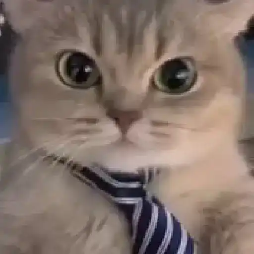 Gatos. | @illvocano  Haki. 2