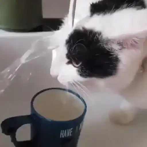 Gatos. | @illvocano  Haki. 7