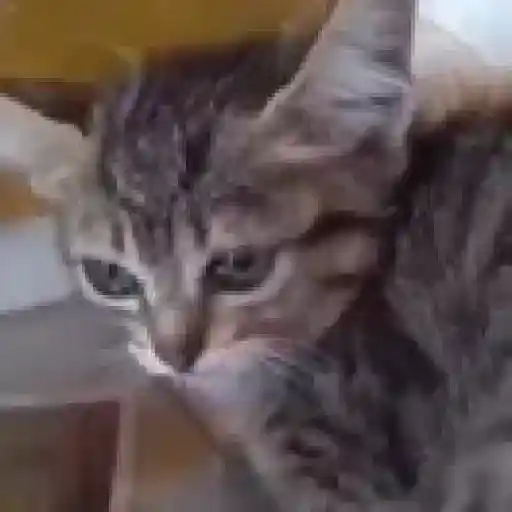 Gatos. | @illvocano  Haki. 5