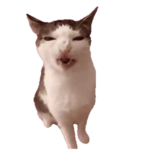 Cats 1