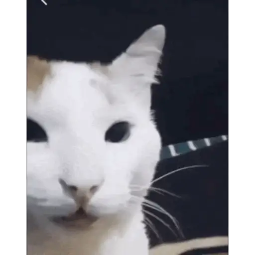 Cats 2
