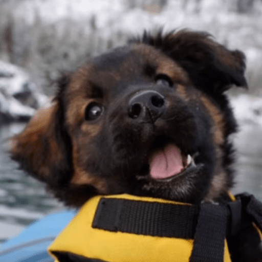 Doggo_6 19