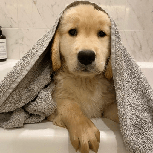 Doggo_6 26