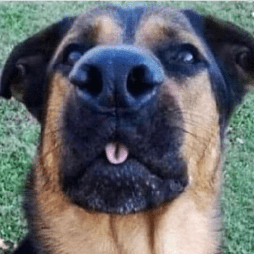 Doggo_6 27