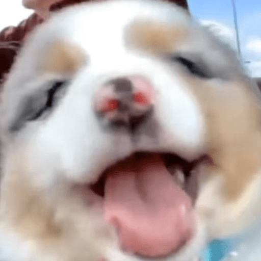 Doggo_6 24