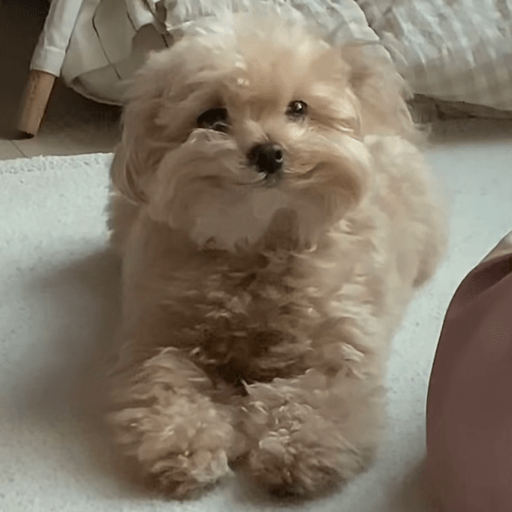 Doggo_6 10