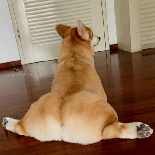 Doggo_6 8