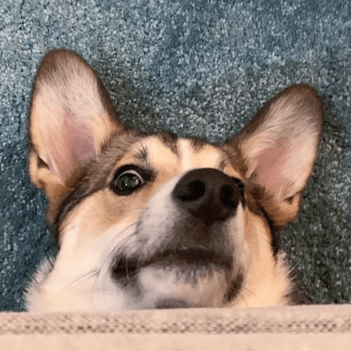 Doggo_6 16