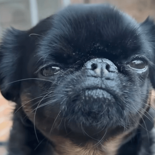 Doggo_6 28