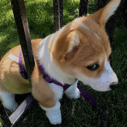 Doggo_6 6