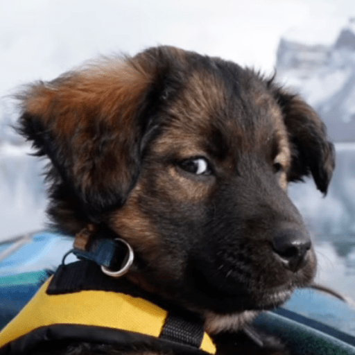 Doggo_6 18