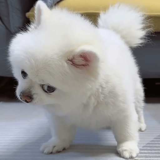 Doggo_6 29