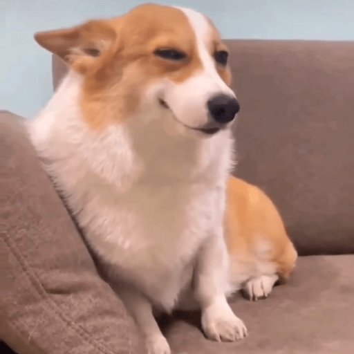 Doggo_6 9