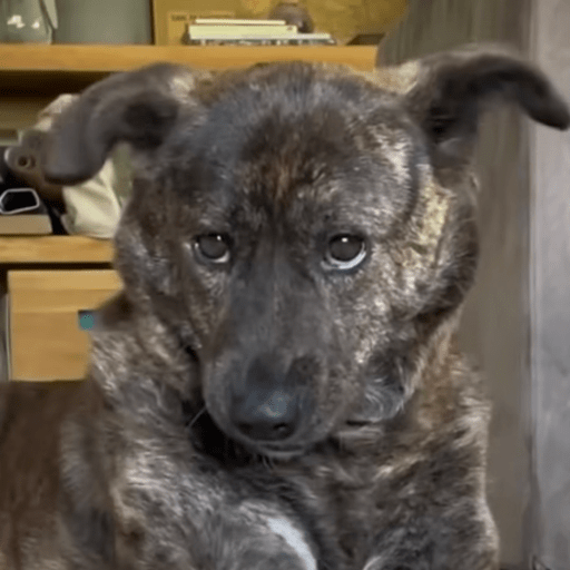 Doggo_6 1