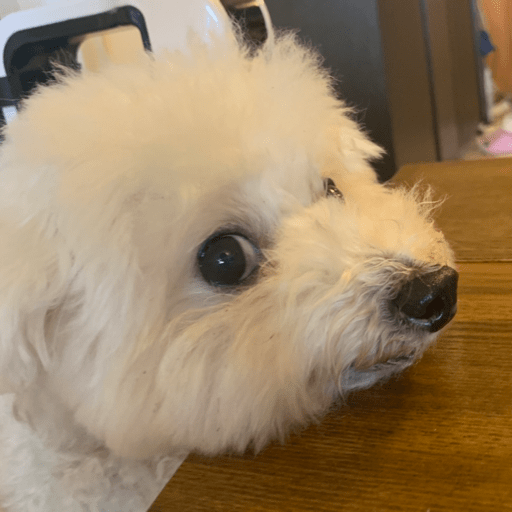 Doggo_6 22