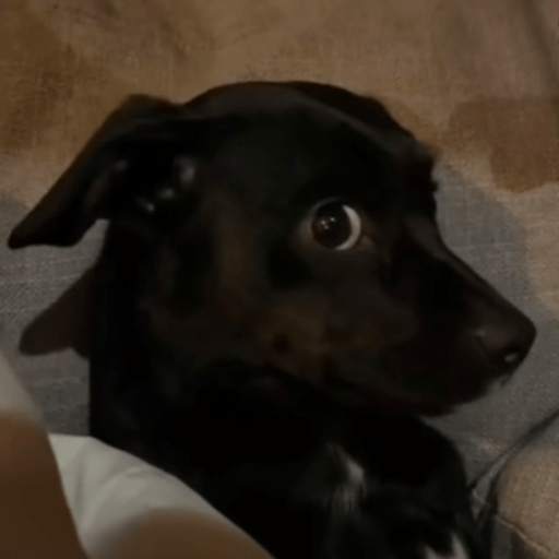 Doggo_6 15