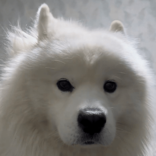 Doggo_6 13
