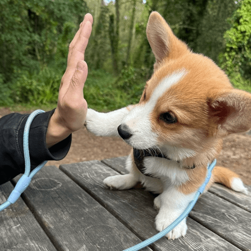 Doggo_6 11