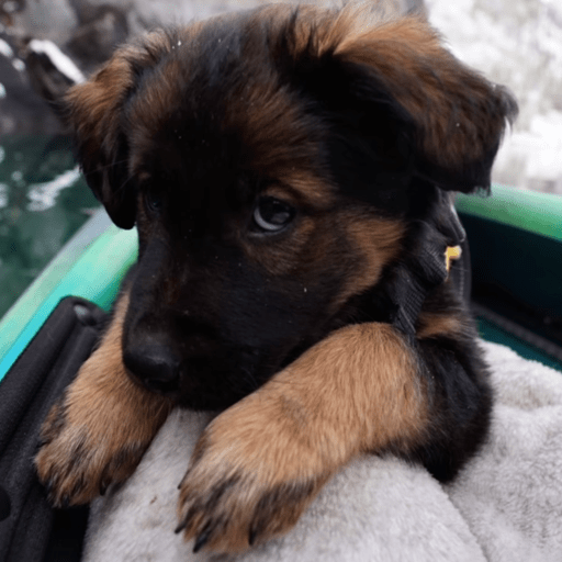 Doggo_6 17