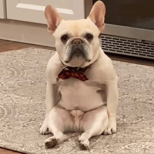 Doggo_6 3
