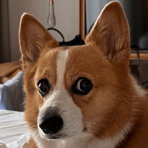 Doggo_6 12