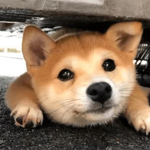 Doggo_6 5