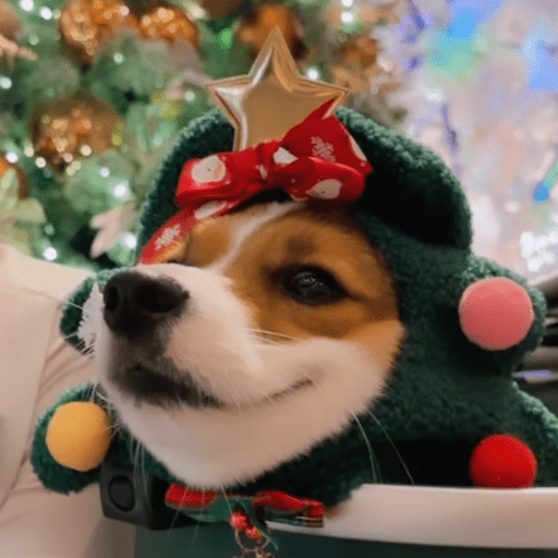 Doggo_6 14