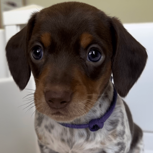 Doggo_6 21