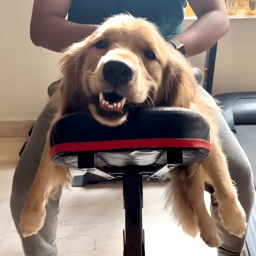 Doggo_6 23