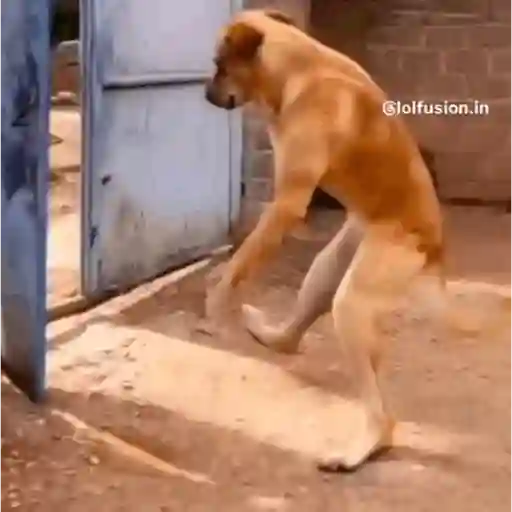 Whatsapp gifs 13