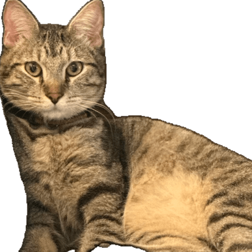 Animalitos  1