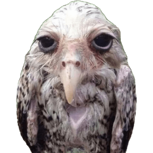 Animalitos  26