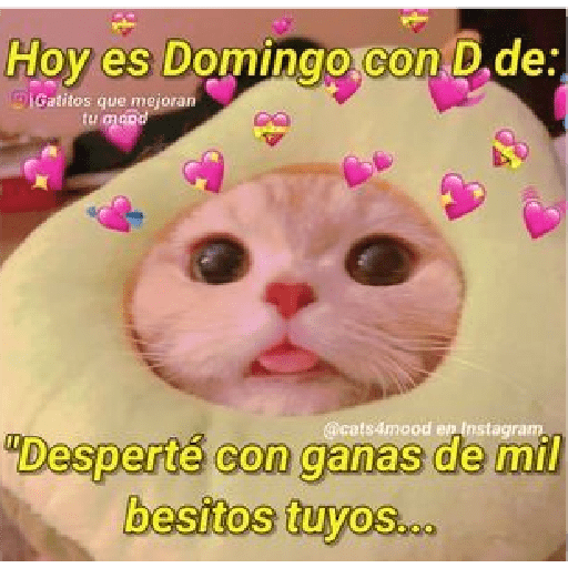 Michis Gatos Frases Conquista 1