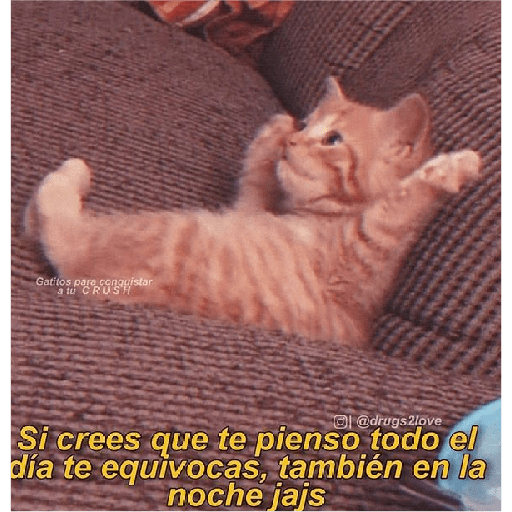 Michis Gatos Frases Conquista 21