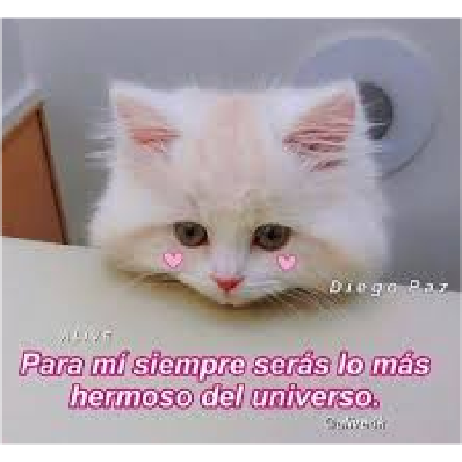 Michis Gatos Frases Conquista 20